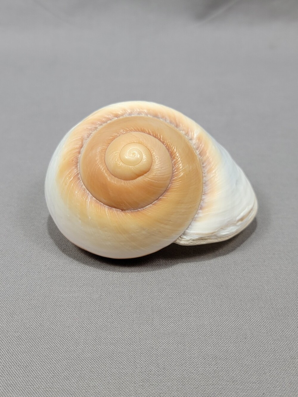 Bread Muffin Land Snail Shell White Brown Home Decor Crafts